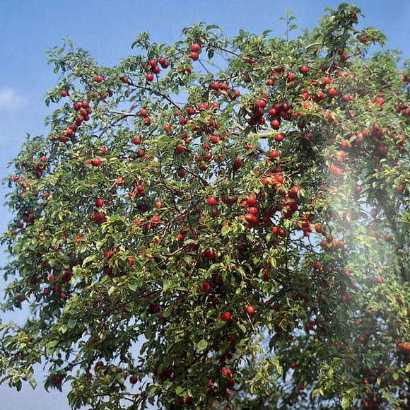 Renoir’s Garden Celebration of the Garden that inspired worlds greatest painter - Picture 15 of 16